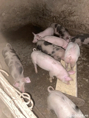 purcei de vanzare - imagine 2