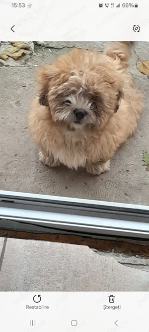 Bichon crem vand URGENT - imagine 2