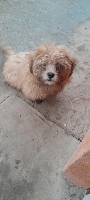 Bichon crem vand URGENT