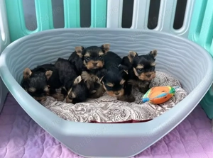 Yorkshire Terrier Mini Toy - Alege Calitatea  - imagine 2