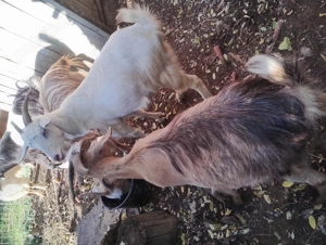 Vând capre  - imagine 3