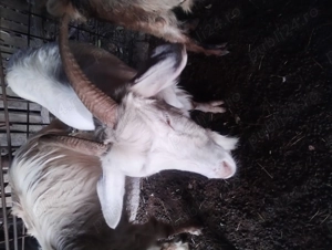 Vând capre  - imagine 2