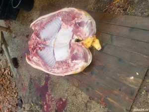 vînd porci - imagine 4