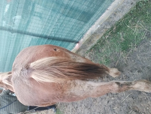 Vând un cal  - imagine 3