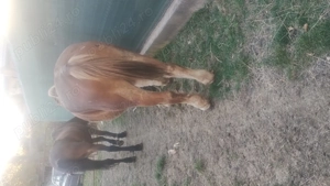 Vând un cal  - imagine 2