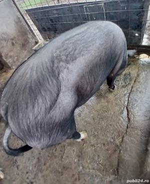 De vanzare!  - imagine 2