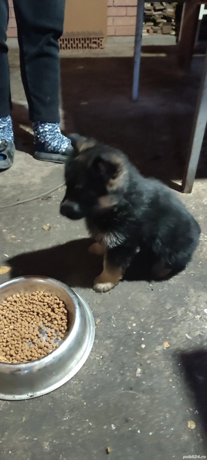 Am căței rasa "Ciobanesc german".  - imagine 4