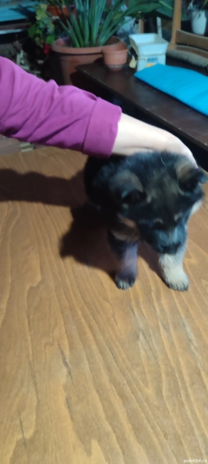 Am căței rasa "Ciobanesc german".  - imagine 2