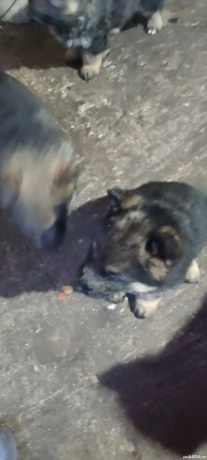 Am căței rasa "Ciobanesc german".  - imagine 3