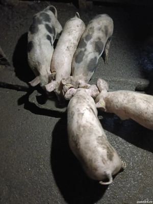 Vand purcei landras cu pietrean  - imagine 2