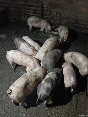 Vand purcei landras cu pietrean  - imagine 3