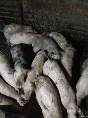 Vand purcei landras cu pietrean 