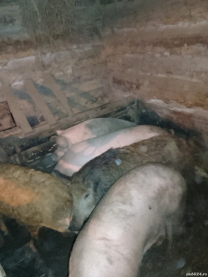 vând porci  - imagine 2