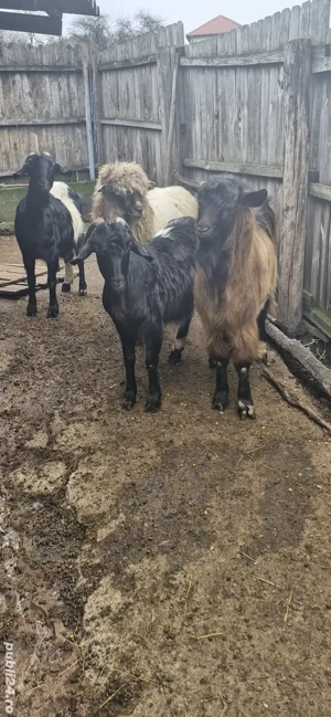 vand capre  - imagine 2