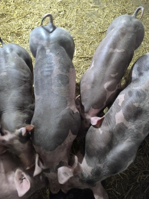 Purcei pietrain belgian de vânzare  - imagine 3