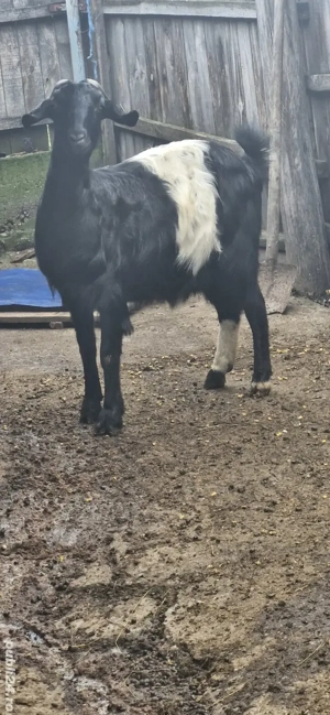 vand capre  - imagine 3