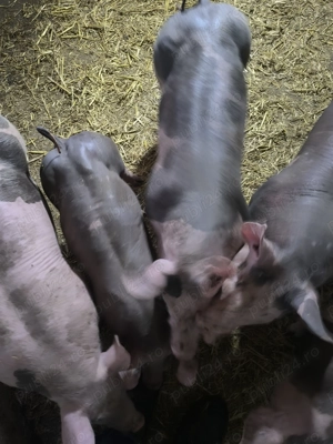 Purcei pietrain belgian de vânzare  - imagine 2