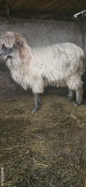 vand capre  - imagine 4