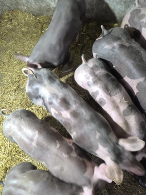 Purcei pietrain belgian de vânzare  - imagine 5