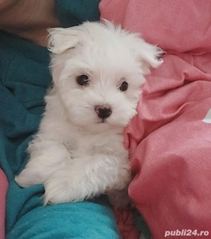 vând căței bichon  - imagine 2