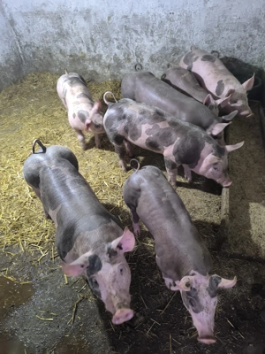 Purcei pietrain belgian de vânzare  - imagine 4