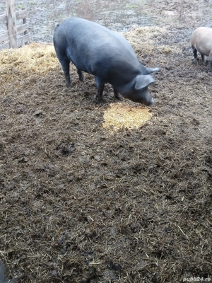 Purcea tânără de vânzare 