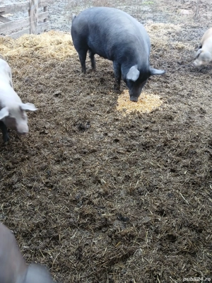 Purcea tânără de vânzare  - imagine 2