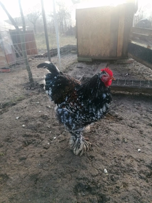 Găini Brahma Porțelan  - imagine 3