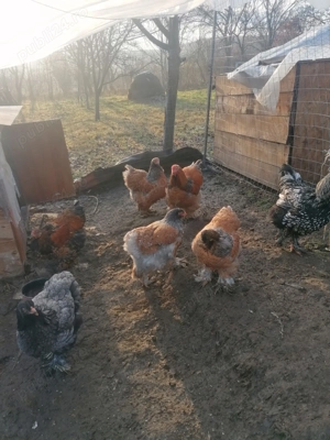 Găini Brahma Porțelan  - imagine 5