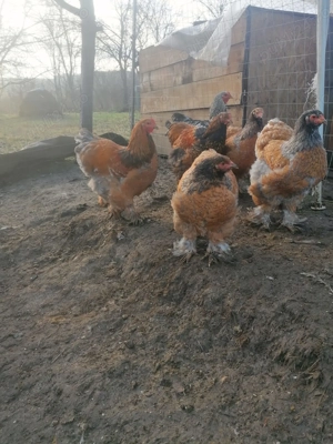 Găini Brahma Porțelan  - imagine 2