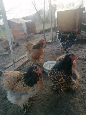 Găini Brahma Porțelan  - imagine 4