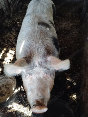 Vând scroafă  - imagine 2