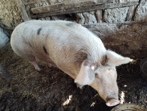 Vând scroafă  - imagine 3