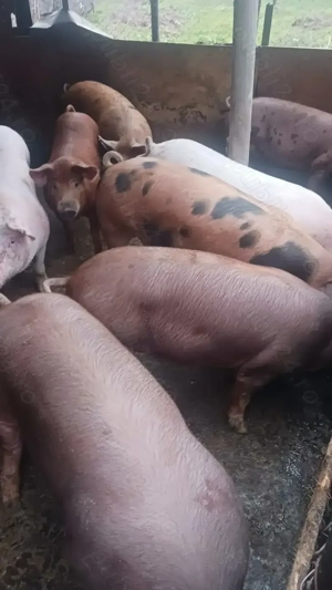 Vând porci cu greutatea cuprinsa între 80-120kg
