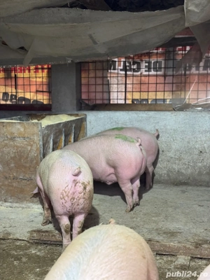 Porci De Carne De Vanzare