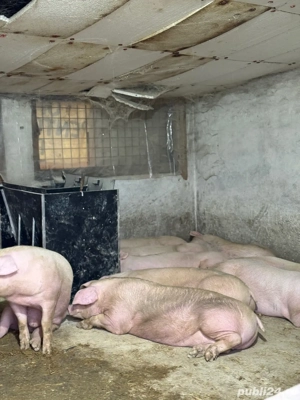 Porci De Carne De Vanzare - imagine 5