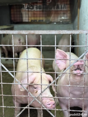Porci De Carne De Vanzare - imagine 3