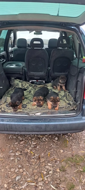 Se vinde Ciobanesc german cu pedigree  - imagine 2