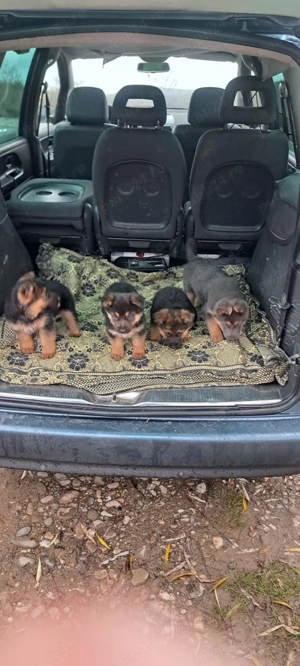 Se vinde Ciobanesc german cu pedigree  - imagine 3