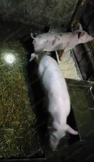 vând  patru purcei rasa de carne  - imagine 2