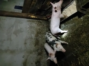 vând  patru purcei rasa de carne 