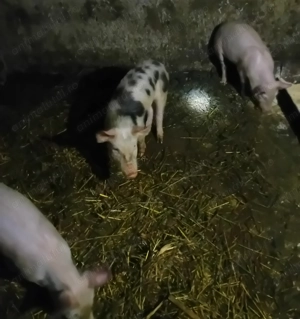 vând  patru purcei rasa de carne  - imagine 3