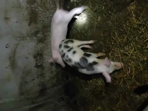 vând  patru purcei rasa de carne  - imagine 4