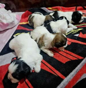 catelusi shih tzu