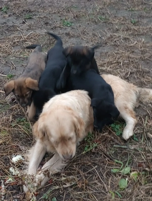 catei  caută casă  - imagine 2