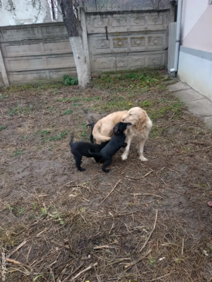 catei  caută casă  - imagine 3