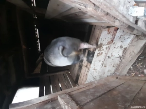 porci de țară  - imagine 4