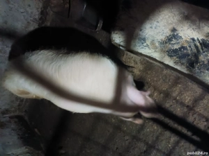 Vand scroafa de doi ani gestanta a trea oară montată an 20 octombrie - imagine 2