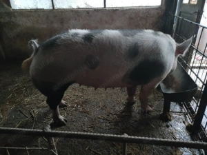 Porci de casa langa Ploiesti ! - imagine 2