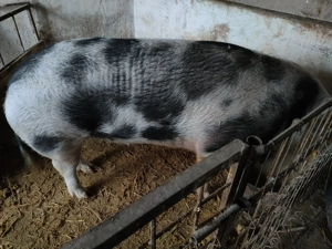 Porci de casa langa Ploiesti ! - imagine 4